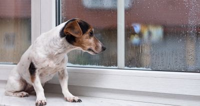 Battersea issues guidance on separation anxiety